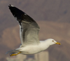 1cy fuscus in August, ringed in Finland. (81365 bytes)